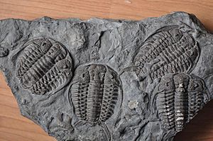 Gabriceraurus trilobite multiple specimen.jpg