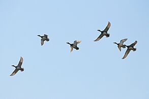 Gadwalls in flight, Taudaha Lake