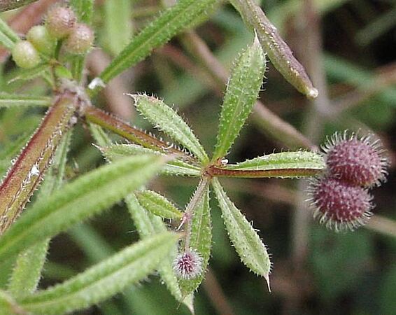 Galium.aparine