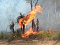 Grass tree on fire during controlled burn
