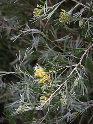 Grevillea Lemon Supreme