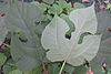 HK 般咸道 Bonham Road plant 构樹 Broussonetia papyrifera green leaves Nov 2017 IX1 05.jpg