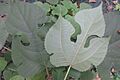 HK 般咸道 Bonham Road plant 构樹 Broussonetia papyrifera green leaves Nov 2017 IX1 05