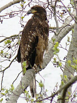 Haliaeetus leucocephalus 38319