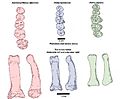 Homo luzonensis teeth and foot bones diagram
