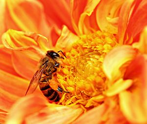 Honey Bee takes Nectar