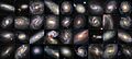Hubble-Space-Telescope-Galaxy-Collection