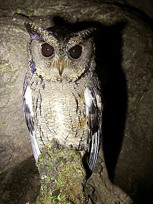 Indian Scops Owl (Otus bakkamoena) by Shantanu Kuveskar.jpg