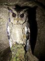 Indian Scops Owl (Otus bakkamoena) by Shantanu Kuveskar