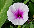 Ipomoea aquatica (Marsh Glory) flower W IMG 0403