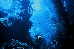 Kelp forest-blue