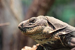 Kemba - Ctenosaura melanosterna - Tiergarten Schönbrunn 3