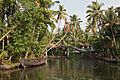 Kerala backwaters, Canal, Palm trees, India