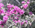 Kunzea preissiana