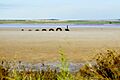 Lake Bumbunga near Lochiel, South Australia, with its quirky 'Loch Eel' sculpture