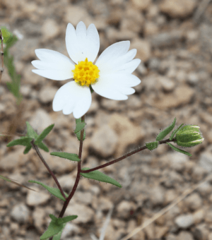 Layia glandulosa white layia flower bud