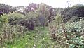 Linder's Field 2