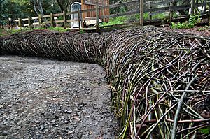 Living Willow and Elderberry Retaining Wall Mary O'Brien Adobe Creek Redwood Grove 2012