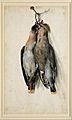 Lucas Cranach the Elder - Two Dead Bohemian Waxwings - Google Art Project
