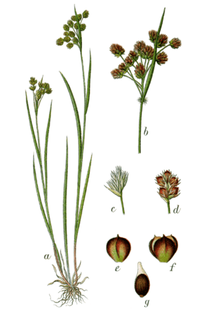 Luzula pallescens Sturm 01025.png