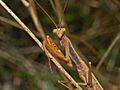 Mantidae - Mantis religiosa-3