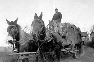 Marion Cty, Iowa Farmer w mule drawn wagon, 1920s