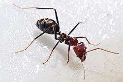 Meat eater ant feeding on honey02.jpg