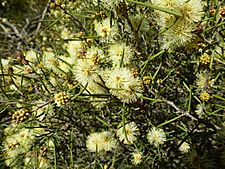 Melaleuca concreta (leaves and flowers)