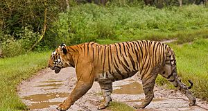 Mudumalai Tiger Reserve Chamarajanagara