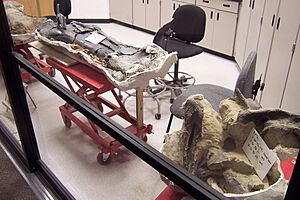 MuseumOfTheRockiesFossilPrep