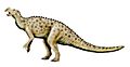 Muttaburrasaurus NT