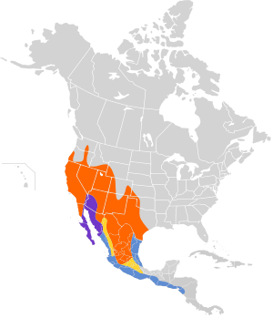 Myiarchus cinerascens map.svg