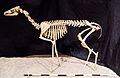 NMNH-USNMV15917Poebrotherium