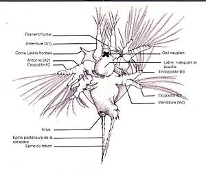 Nauplius cirripède