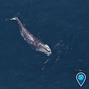North Atlantic right whale - Earth Is Blue.jpg