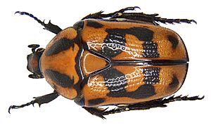 Pachnoda interrupta (Olivier, 1789) (3290252611).jpg