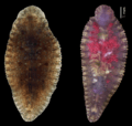 Parasite180056-fig1 Placobdelloides siamensis (Glossiphoniidae)