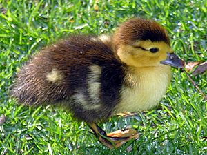 Parrulo -Muscovy duckling