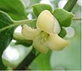 Persimmon 0375