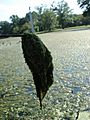 Pond scum, Edgemont Memorial Park (2006)