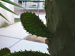 Prickly Pear 4half