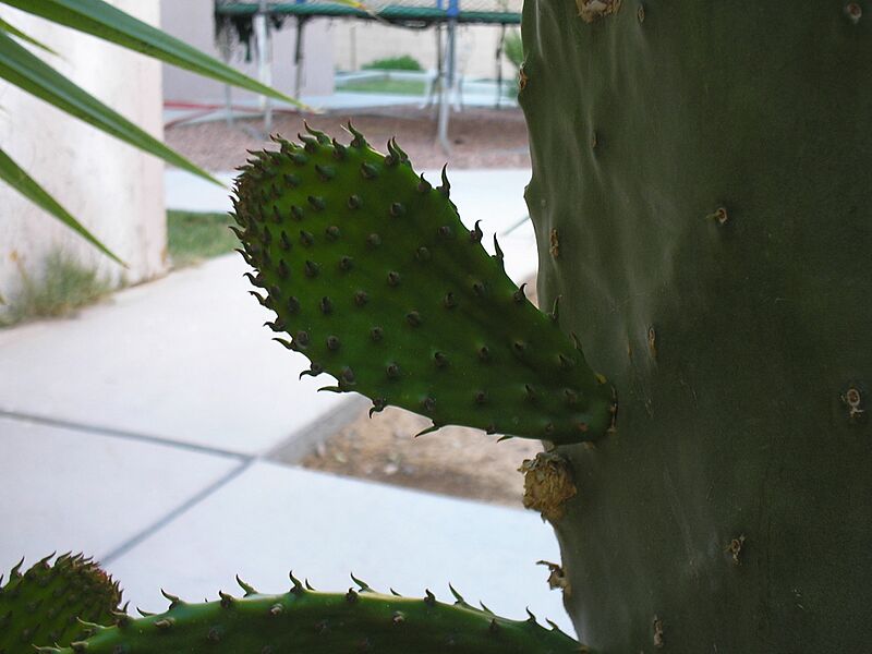 Prickly Pear 4half