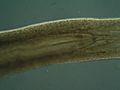 Prorhynchus fontinalis pharynx