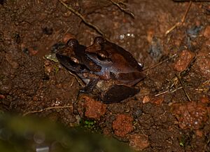 Pseudophilautus wynaadensis-Amplexus