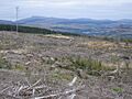 Released from the forest - geograph.org.uk - 1509748