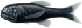 Scopelogadus mizolepis mizolepis