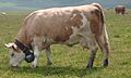 Simmentaler Fleckvieh