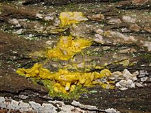 Slime mould eating bracket fungi 1