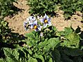 Solanum tuberosum Blaue Viola (03).jpg