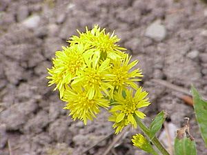 Solidago virgaurea minuta0